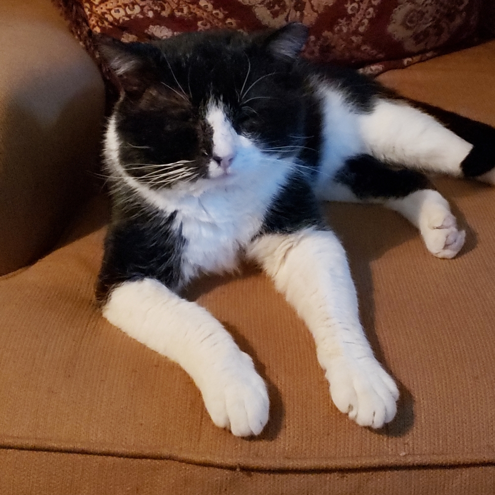 RESCUE KENTUCKY - Picture 14 of 17